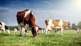 Поголовье коров снизилось на 2,6%