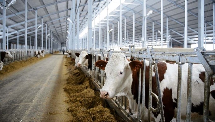 «Красная Башкирия» планирует к 2024 году построить молочную ферму за 500 млн рублей