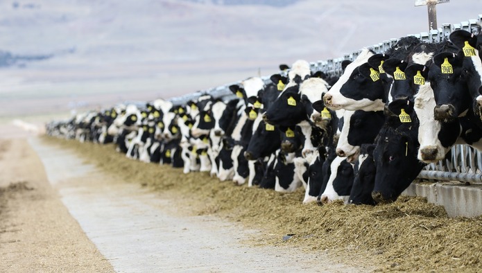 В Приамурье началось строительство молочной фермы на 2,4 тыс. голов КРС