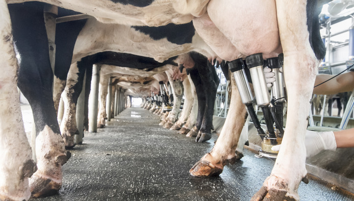 «Русмолко» инвестирует 2,5 млрд рублей в развитие молочного животноводства