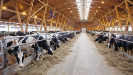 «КФХ Возрождение» построит молочный комплекс на 2,5 тыс. коров в Ульяновской области