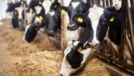 «Русмолко» увеличила производство молока на 10% в 2023 году