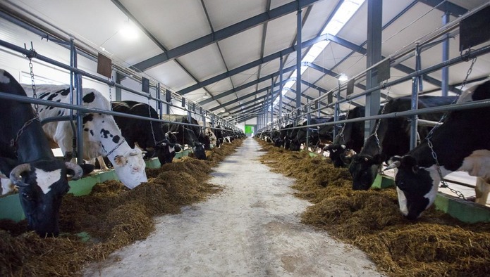 В Псковской области построят молочные фермы на 22 млрд рублей