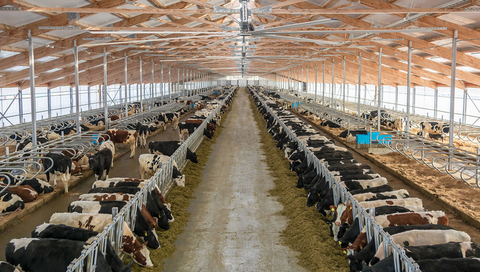 В 2023 году «Эконива» запустит в Подмосковье молочную ферму на 8,5 тыс. голов