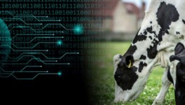 Как Arla Foods использует искусственный интеллект для прогнозирования производства молока
