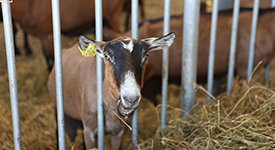 Репортаж: альпийские козы в «Диких белках»