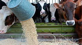 Применение незаменимых жирных омега кислот в молочном скотоводстве