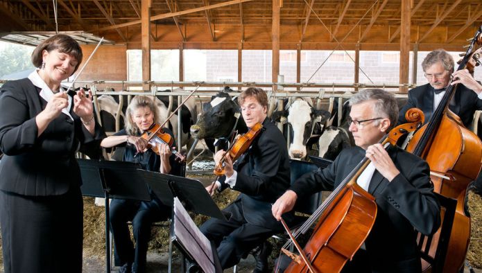 Скрипки для датских коров, робот-собутыльник и десятилетний школьник, который купил телят