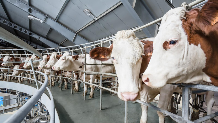 В Подмосковье планируется построить молочную ферму за 1,4 млрд рублей