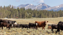 USDA: поголовье молочного КРС в США будет расти на фоне повышения рентабельности