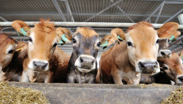 Всемирный банк призывает к сокращению финансовой поддержки животноводства