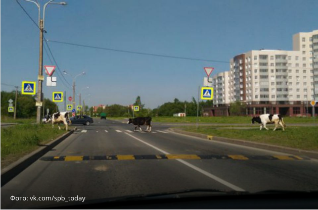 В культурной столице замечены коровы, соблюдающие ПДД