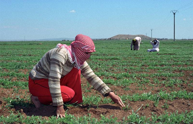 FAO призывает поддержать сельское хозяйство в Сирии