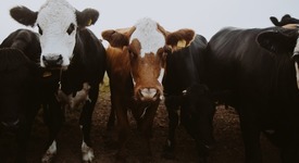 Поголовье коров в РФ снизилось на 0,4%