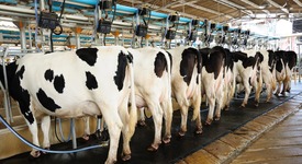 Молочная продуктивность коров в РФ выросла на 4,5%