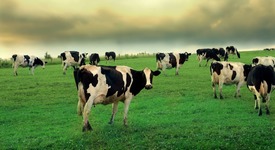 Сокращение поголовья коров сопровождается ростом продуктивности в товарном секторе производства молока
