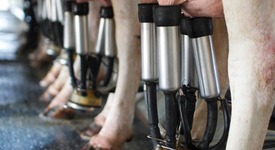 Молочная продуктивность коров в СХО РФ по итогам января выросла на 6,2%