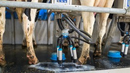 Производство сырого молока за январь-март 2019 увеличилось на 1,7%