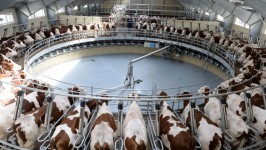 Производство молока увеличилось более чем на 200 тыс. тонн за I полугодие 2019 года