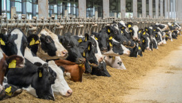 Производство товарного молока выросло на 7,6%, снижение поголовья остановилось