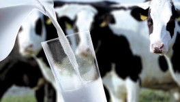 Производство товарного молока выросло на 0,7%