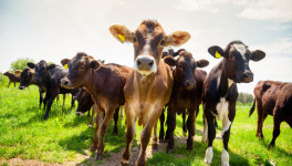 Поголовье коров сократилось на 1,8%