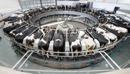 Молочная продуктивность коров выросла на 6,3%