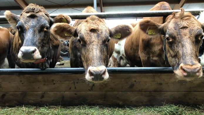 Молочная продуктивность коров в РФ выросла на 5,3%