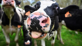 Поголовье коров снизилось на 0,6%