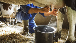 Производство товарного молока выросло на 2,8%