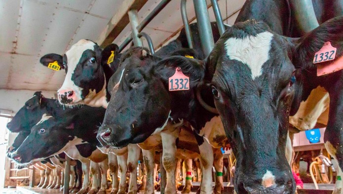 Молочная продуктивность коров в РФ в I полугодии выросла на 5,2%