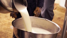 Производство сырого молока выросло на 1,5%