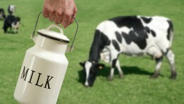 Импорт молочной продукции вырос на 15%