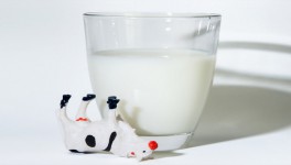 Цены на сырое молоко выросли 2,3%