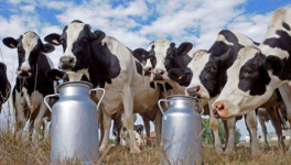 Молочная продуктивность коров выросла на 6%
