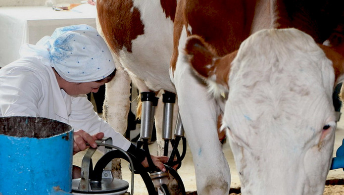 Молочная продуктивность коров выросла на 6,7%