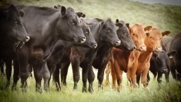 Поголовье коров в России не растет, но и не уменьшается