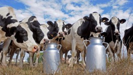 Молочная продуктивность коров в I квартале 2019 года выросла на 6,7%