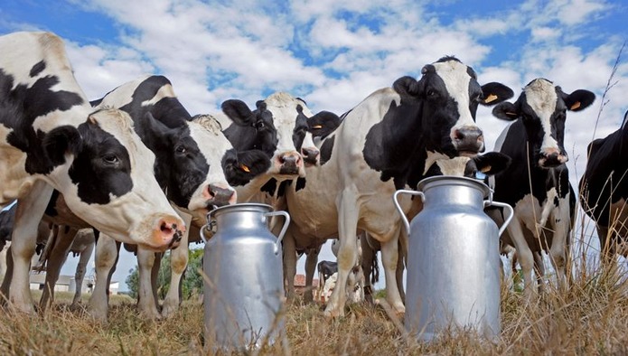 Молочная продуктивность коров в I квартале 2019 года выросла на 6,7%