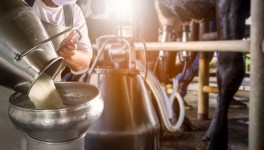 Производство сырого молока в I полугодии выросло на 3,6%