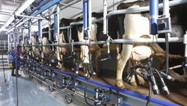Молочная продуктивность коров выросла на 7,5%