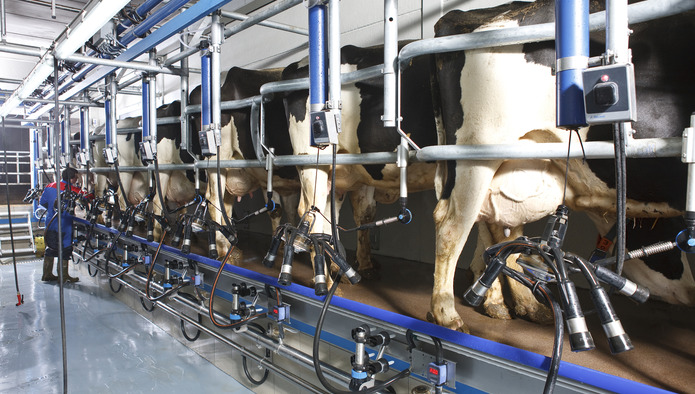 Молочная продуктивность коров выросла на 6,5%