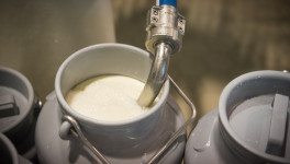 Производство товарного молока выросло на 5,6%