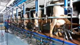 Молочная продуктивность коров выросла на 5,3%