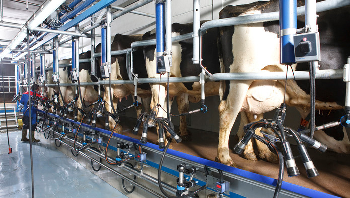 Молочная продуктивность коров выросла на 5,4%