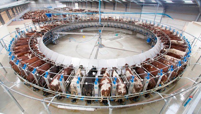 Производство товарного молока выросло на 4,8%
