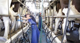 Рейтинг: ТОП-25 регионов РФ с наибольшей продуктивностью 1 коровы в СХО