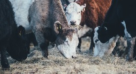 Рейтинг регионов по объему льготных краткосрочных кредитов на развитие молочного скотоводства в 2018 году