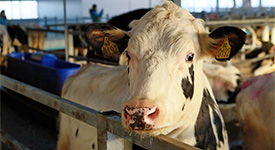 Союзмолоко: ТОП-30 самых эффективных молочных хозяйств России приближаются к мировому уровню продуктивности