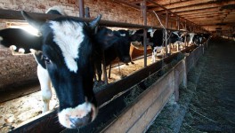 Рейтинг: ТОП-10 регионов по абсолютному приросту и снижению молочной продуктивности